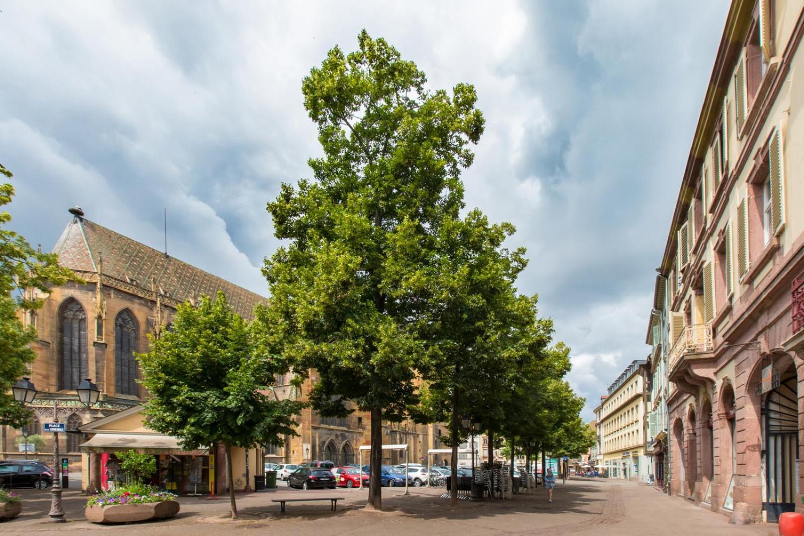 Le Griffon Apartment Colmar Exterior photo